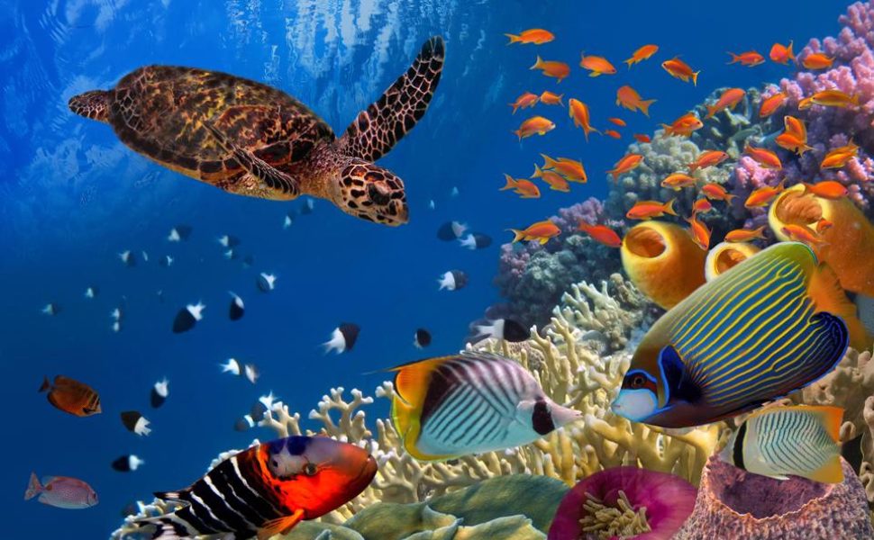 L'écosystème marin : Un Monde Fascinant à Découvrir – Iso Gourde