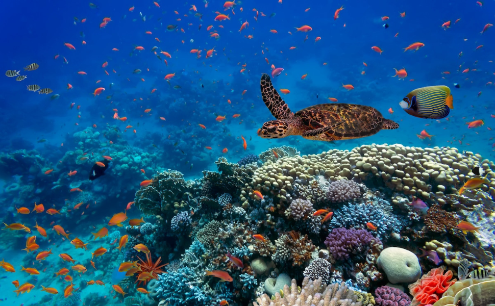 Récif Corallien : Un Monde Sous-Marin à Découvrir