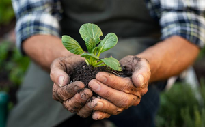 L'agriculture durable : Un Avenir Vert et Productif