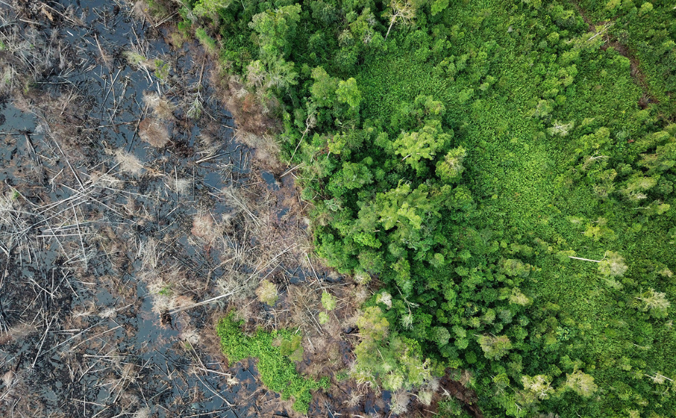 La déforestation : Causes, Conséquences et Solutions