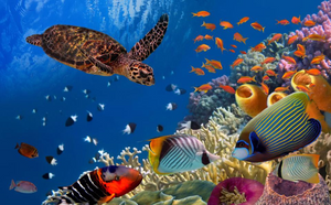 L'écosystème marin : Un Monde Fascinant à Découvrir