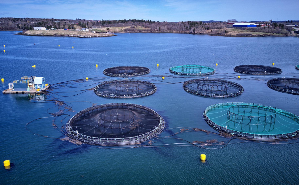 L'Aquaculture : L'Avenir des Ressources Marines